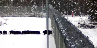 Семейство из 12 диких кабанов попало на камеры на границе. Хотели перейти в Беларусь, но помешал забор. Видео