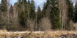 Посещение лесов без ограничений разрешено только в двух районах Беларуси. В Гродненском пока можно. Обновлено: уже с ограничениями