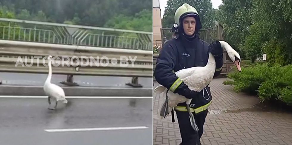 Утром в Гродно на мосту образовалась пробка. "Думали ДТП, а оказался красивый лебедь!"