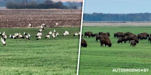 Два символа Беларуси в одном месте: "Не каждый день увидишь такую красоту"