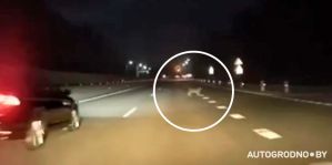 "О, рысь!" Вот так неожиданная встреча посреди трассы М6 "Минск - Гродно"