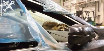 Енот из США проплыл через океан в морском контейнере. Необычную находку обнаружили гродненские таможенники