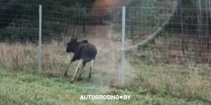 Начальник ГАИ Гродно прокомментировал ситуацию с дикими животными на трассе М6