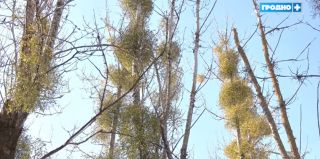 Почему зараженные омелой деревья иногда срубают, а не "лечат"? История одного гродненского двора