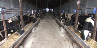 В Беларуси 3 коровы ушли с фермы и оказались на дороге – их сбил автомобиль. Ущерб составил больше 10 тысячи рублей. Кому выставили счет?