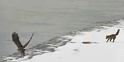 Литовские пограничники зафиксировали "рыбные" разборки на границе. Три эпизода за один день