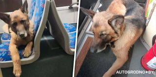 Немецкая овчарка катается по всему Гродно на автобусах: ее никак не могут словить