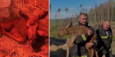 Помните маленького лосенка, которого спасли на лесном пожаре? Детеныша приютили в местечке под Гродно