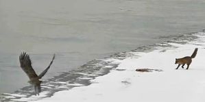 Литовские пограничники зафиксировали "рыбные" разборки на границе. Три эпизода за один день