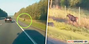 Лось бегает по М6 в районе Щучина и не может вернуться в лес. Видео