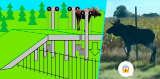 Житель Гродно придумал лифт для диких животных, чтобы они не гибли на трассе М6