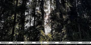 Леса Беларуси покрыты системой наблюдения. Минлесхоз: "В этом году запланированы закупки дополнительных видеокамер"