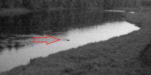 Медведь вплавь пересек Неман и оказался на литовском берегу. Видео