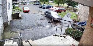 В Гродно собака выпала с 8 этажа и … выжила: спас стоящий у подъезда прицеп. Видео