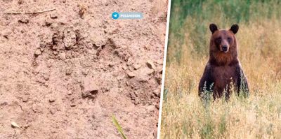 На окраине Гродно заметили медведя: следы нашли со стороны Грандич. А это опасно?