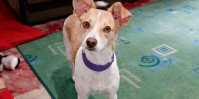 Обновлено. "Весь Гродно ищет собаку Юкки": бегает в районе Материка, ГАИ и Белуша. Не признает даже хозяев